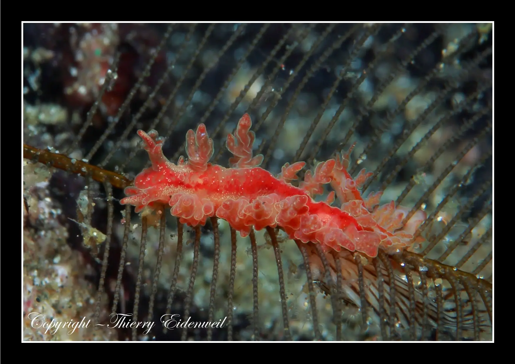 Anilao Macro Dive Media Highlight
